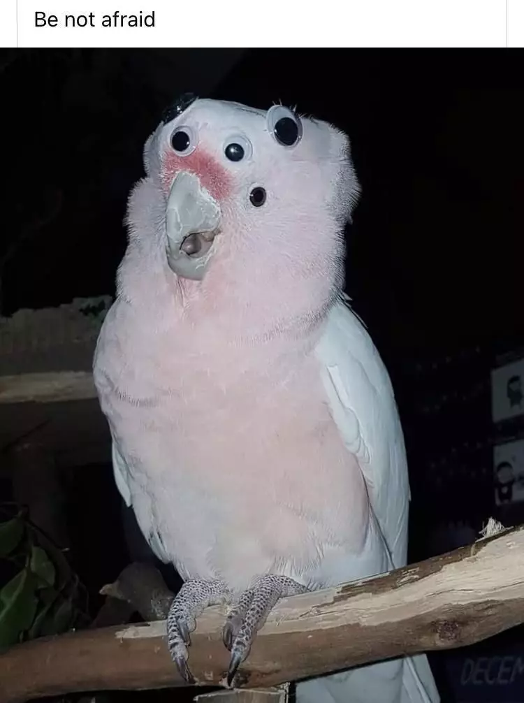 potret lucu burung antimainstream © 2021 berbagai sumber