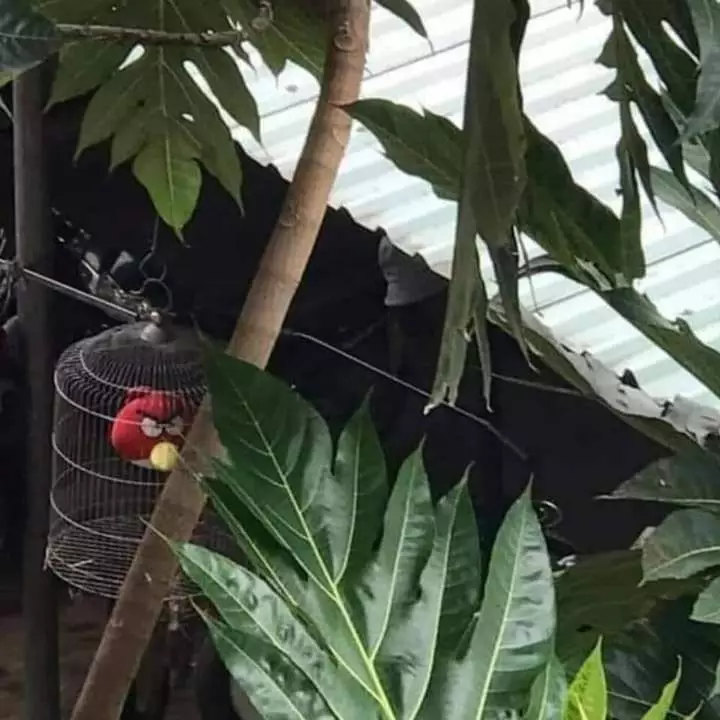 potret lucu burung antimainstream © 2021 berbagai sumber