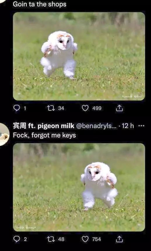 potret lucu burung antimainstream © 2021 berbagai sumber