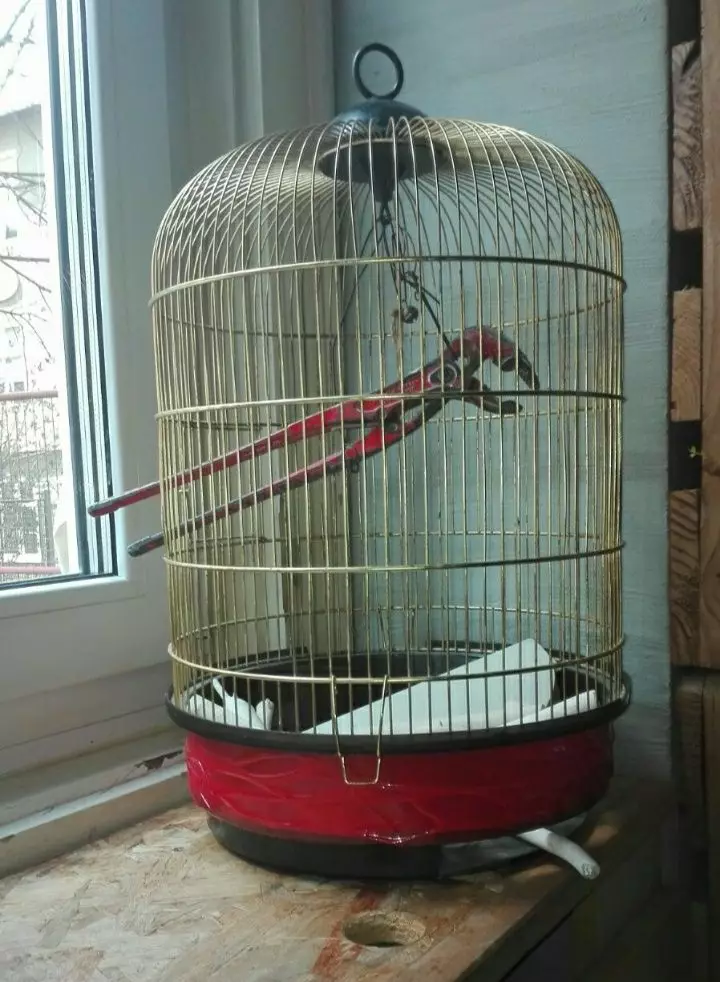 potret lucu burung antimainstream © 2021 berbagai sumber