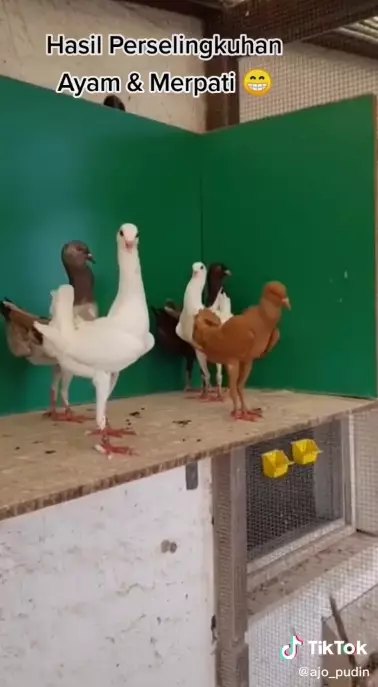 potret lucu burung antimainstream © 2021 berbagai sumber