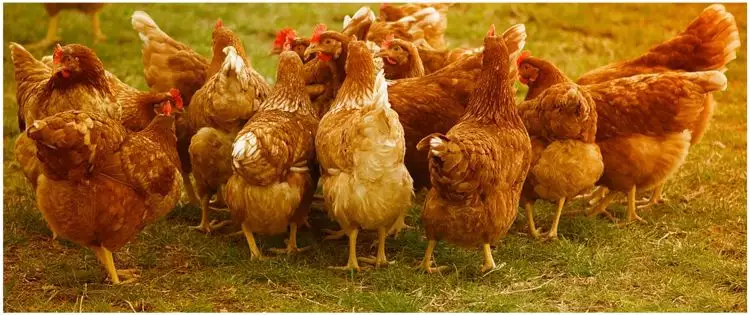 Kaget dengar musik keras, 63 ekor ayam mati karena serangan jantung