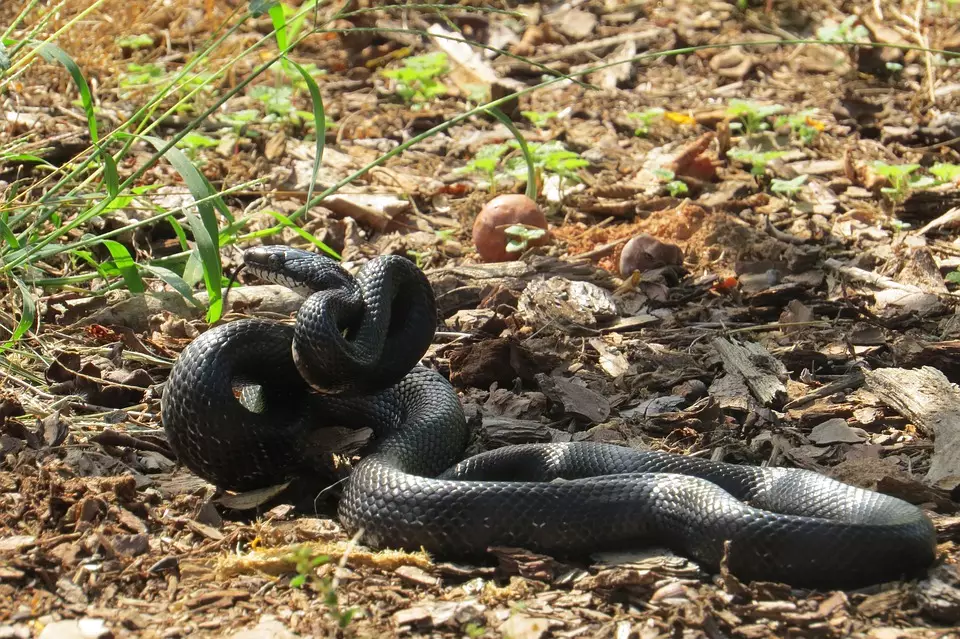 Arti mimpi ular menurut Islam dan para ahli © berbagai sumber