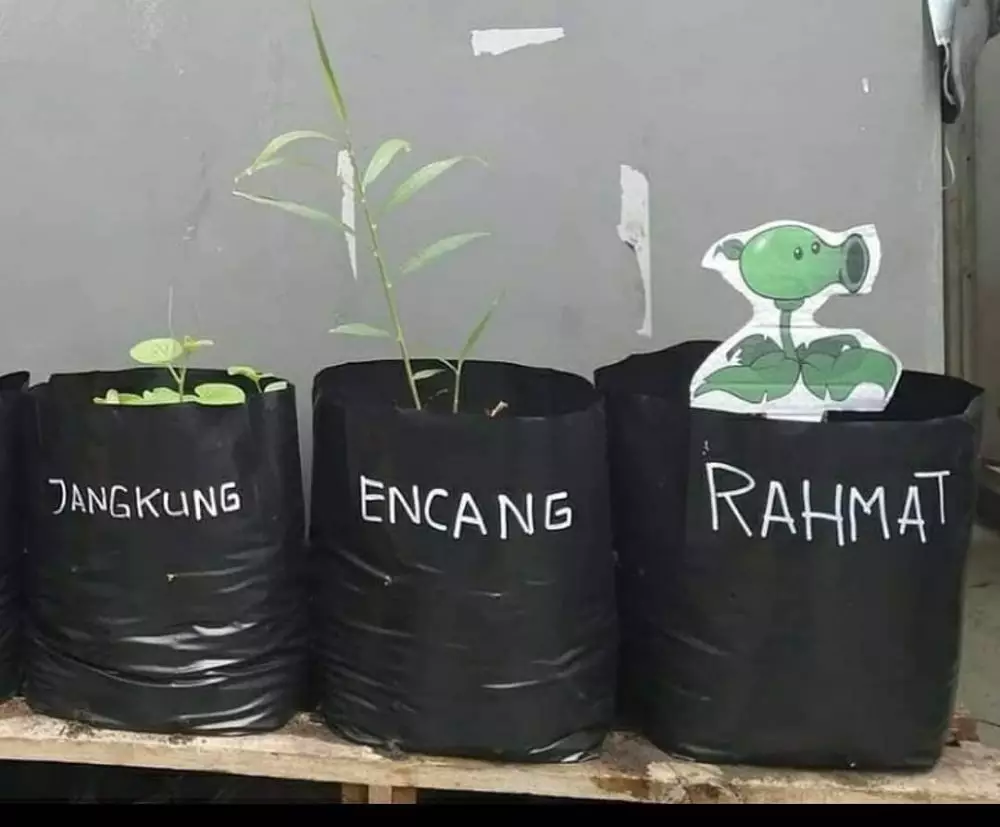 aksi lucu petani bercocok tanam © 2021 berbagai sumber aksi lucu petani bercocok tanam © 2021 berbagai sumber