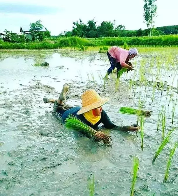 aksi lucu petani bercocok tanam © 2021 berbagai sumber aksi lucu petani bercocok tanam © 2021 berbagai sumber