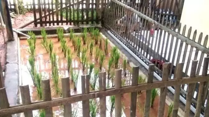 aksi lucu petani bercocok tanam © 2021 berbagai sumber aksi lucu petani bercocok tanam © 2021 berbagai sumber