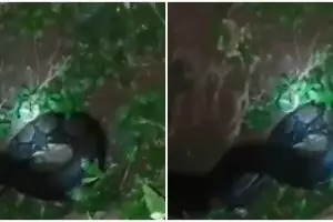 Bikin merinding, ular besar ini selalu lepas menghilang saat ditangkap