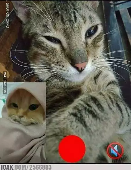 momen lucu orang lagi LDR harus sabar © 2021 1cak.com momen lucu orang lagi LDR harus sabar © 2021 1cak.com