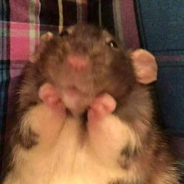 hewan pas tertangkap kamera aneh-aneh © 2021 instagram.com hewan pas tertangkap kamera aneh-aneh © 2021 instagram.com