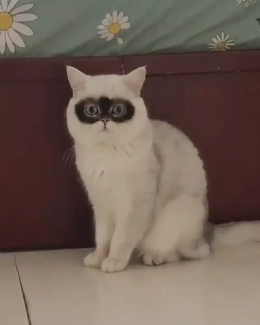 hewan pas tertangkap kamera aneh-aneh © 2021 instagram.com hewan pas tertangkap kamera aneh-aneh © 2021 instagram.com