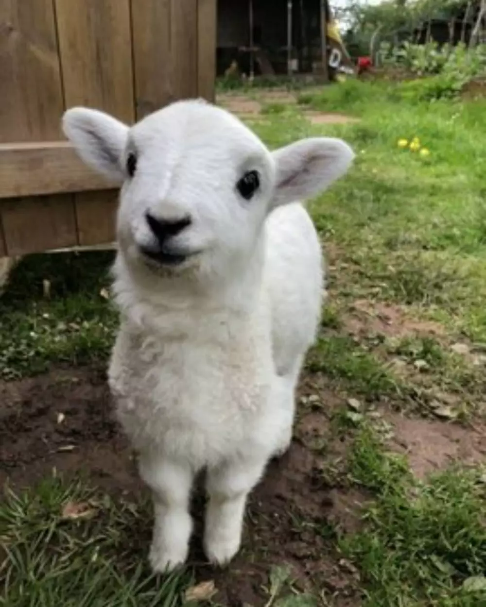 hewan pas tertangkap kamera aneh-aneh © 2021 instagram.com hewan pas tertangkap kamera aneh-aneh © 2021 instagram.com