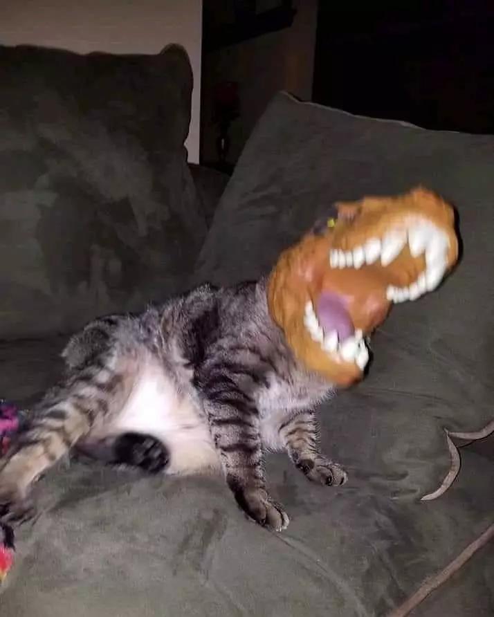 hewan pas tertangkap kamera aneh-aneh © 2021 instagram.com hewan pas tertangkap kamera aneh-aneh © 2021 instagram.com