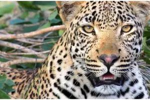 Selamatkan nyawa anaknya, ibu ini duel lawan macan tutul