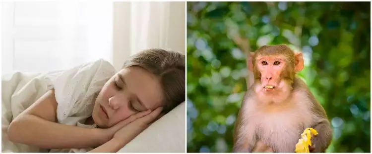 20 Arti mimpi monyet dalam Islam dan primbon Jawa, bisa jadi isyarat kesempatan baik dalam hidupmu
