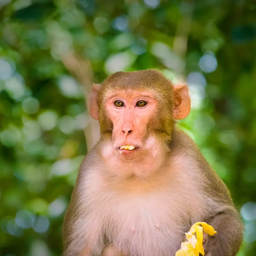 20 Arti mimpi monyet dalam Islam dan primbon Jawa, bisa jadi isyarat kesempatan baik dalam hidupmu