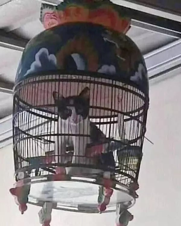 penampakan hewan kalau salah tempat lucu © 2021 instagram.com penampakan hewan kalau salah tempat lucu © 2021 instagram.com