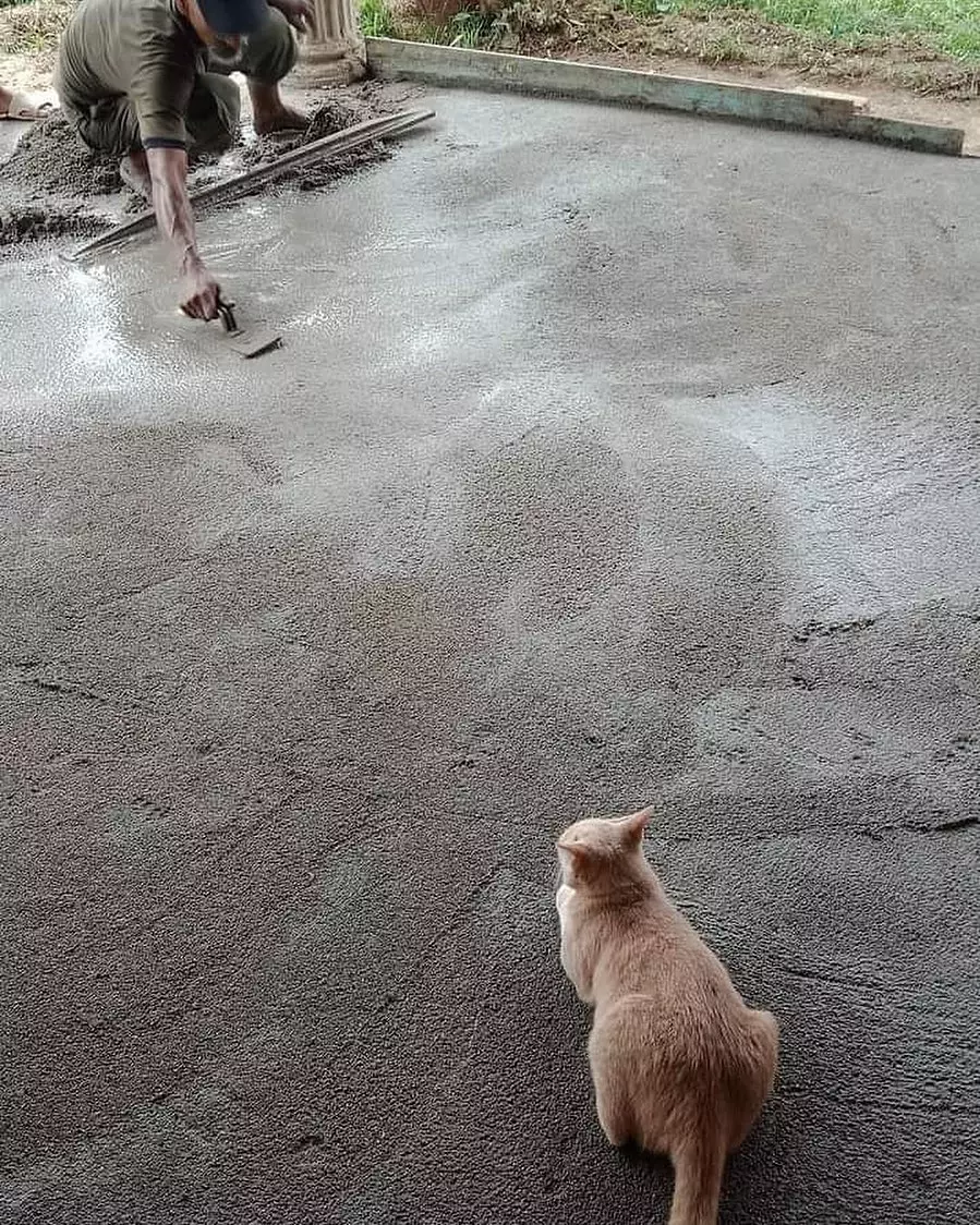 penampakan hewan kalau salah tempat lucu © 2021 instagram.com penampakan hewan kalau salah tempat lucu © 2021 instagram.com