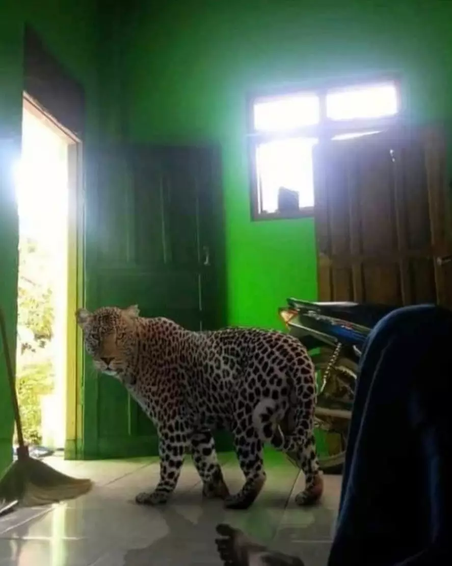 penampakan hewan kalau salah tempat lucu © 2021 instagram.com penampakan hewan kalau salah tempat lucu © 2021 instagram.com