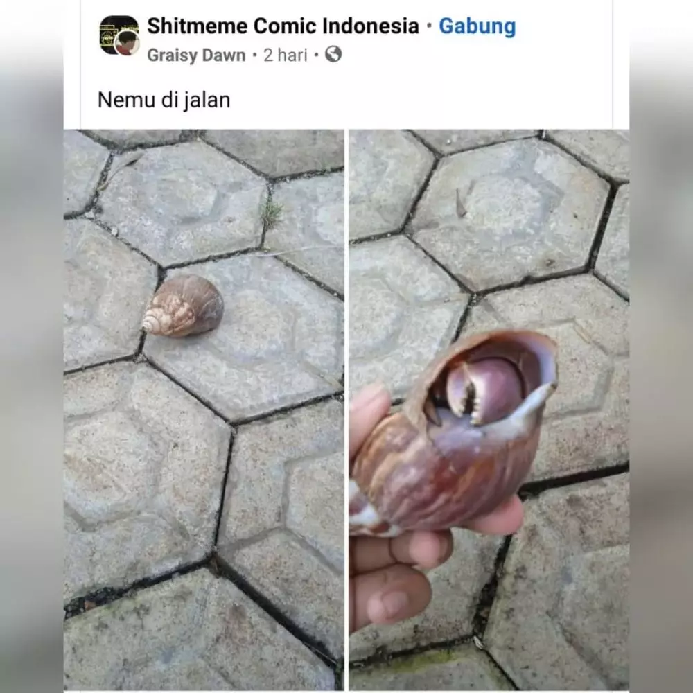 penampakan hewan kalau salah tempat lucu © 2021 instagram.com penampakan hewan kalau salah tempat lucu © 2021 instagram.com