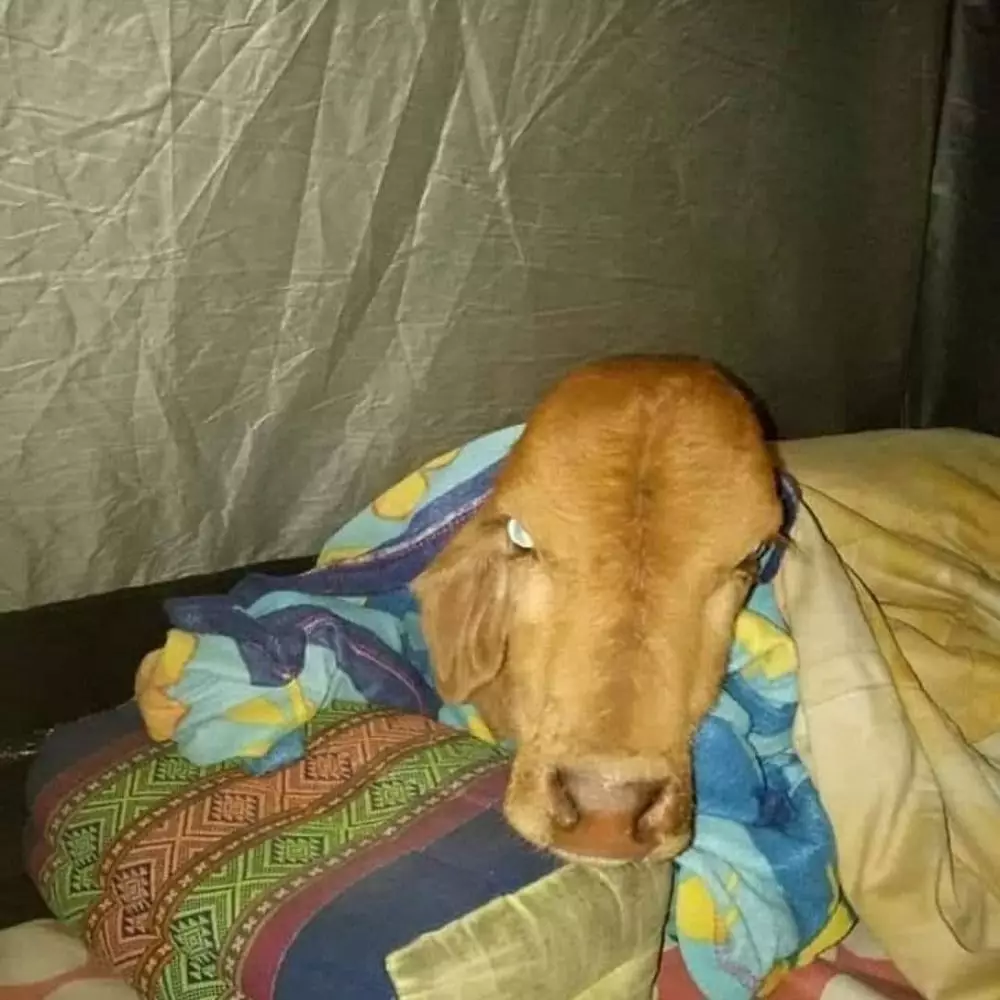 penampakan hewan kalau salah tempat lucu © 2021 instagram.com penampakan hewan kalau salah tempat lucu © 2021 instagram.com