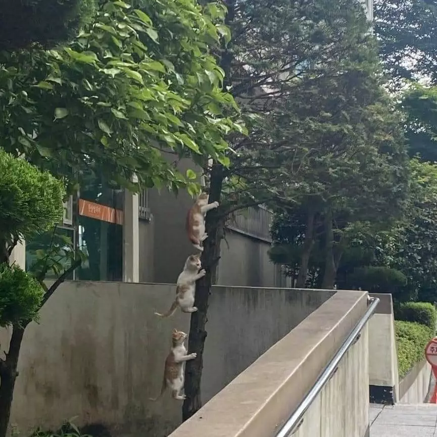 penampakan hewan kalau salah tempat lucu © 2021 instagram.com penampakan hewan kalau salah tempat lucu © 2021 instagram.com