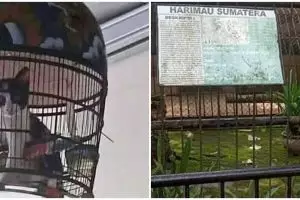 11 Penampakan lucu hewan salah tempat ini bikin mikir keras