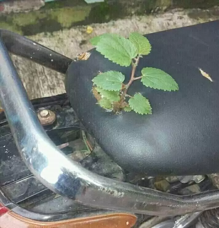 benda ditumbuhi tanaman jadi nyeleneh © 2021 1cak.com benda ditumbuhi tanaman jadi nyeleneh © 2021 1cak.com