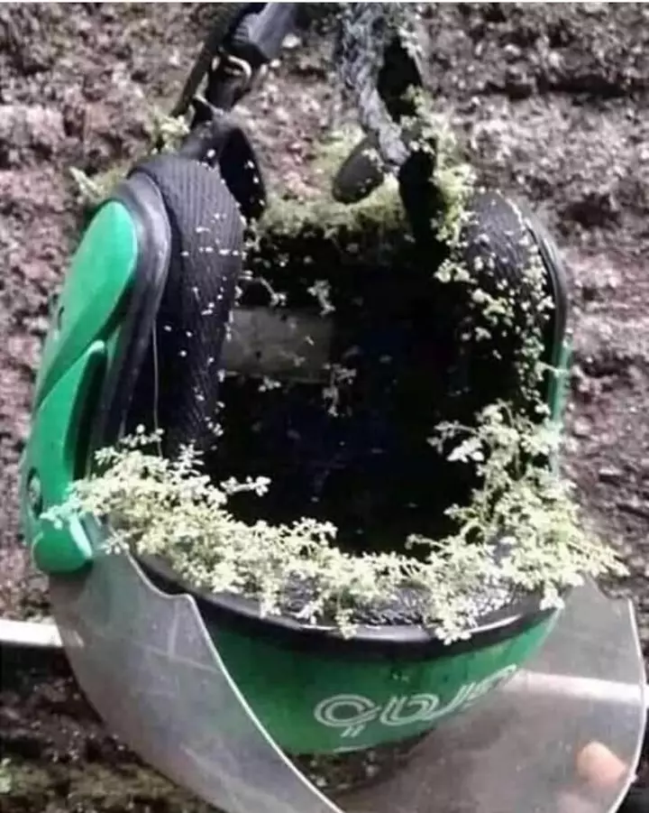 benda ditumbuhi tanaman jadi nyeleneh © 2021 1cak.com benda ditumbuhi tanaman jadi nyeleneh © 2021 1cak.com