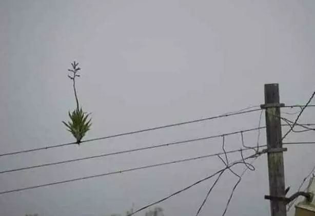 benda ditumbuhi tanaman jadi nyeleneh © 2021 1cak.com benda ditumbuhi tanaman jadi nyeleneh © 2021 1cak.com