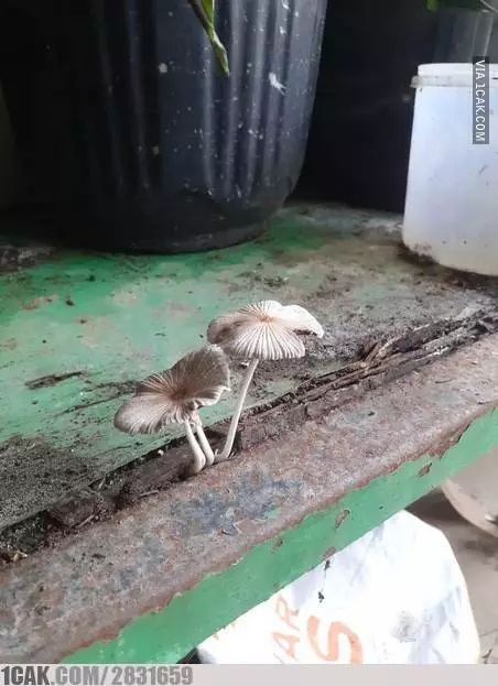 benda ditumbuhi tanaman jadi nyeleneh © 2021 1cak.com benda ditumbuhi tanaman jadi nyeleneh © 2021 1cak.com