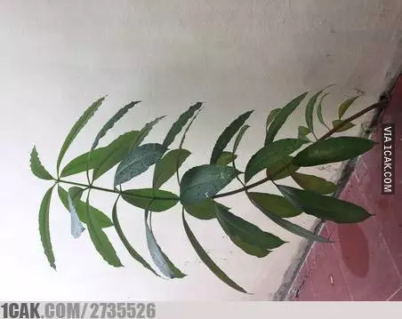 benda ditumbuhi tanaman jadi nyeleneh © 2021 1cak.com benda ditumbuhi tanaman jadi nyeleneh © 2021 1cak.com