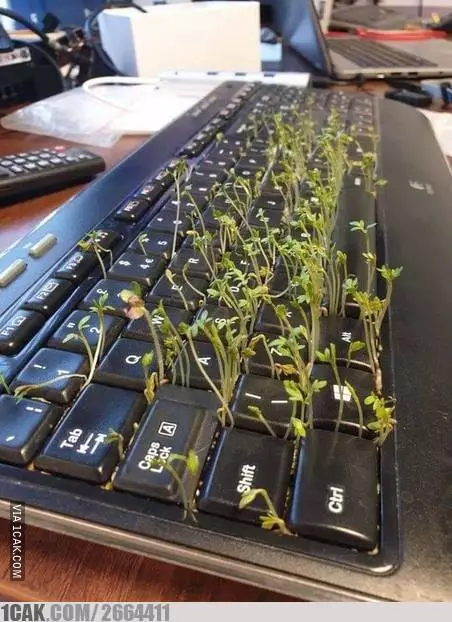 benda ditumbuhi tanaman jadi nyeleneh © 2021 1cak.com benda ditumbuhi tanaman jadi nyeleneh © 2021 1cak.com