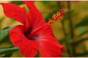 Aman dikonsumsi, 8 jenis bunga ini bisa jadi pewarna alami makanan