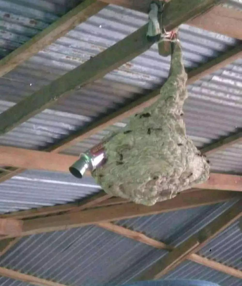 penampakan di atas genteng ngagetin © 2021 instagram.com