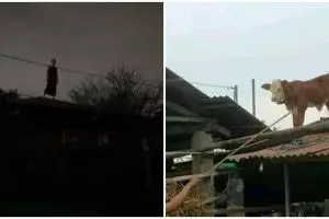 11 Penampakan lucu di atas genteng ini bikin kaget, ada apa ya?