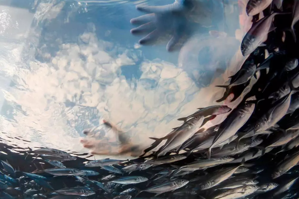 mimpi menangkap ikan © 2021 brilio.net mimpi menangkap ikan © 2021 brilio.net