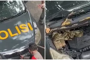 Ular piton ditemukan di kap mobil polisi, evakuasinya bikin deg-degan