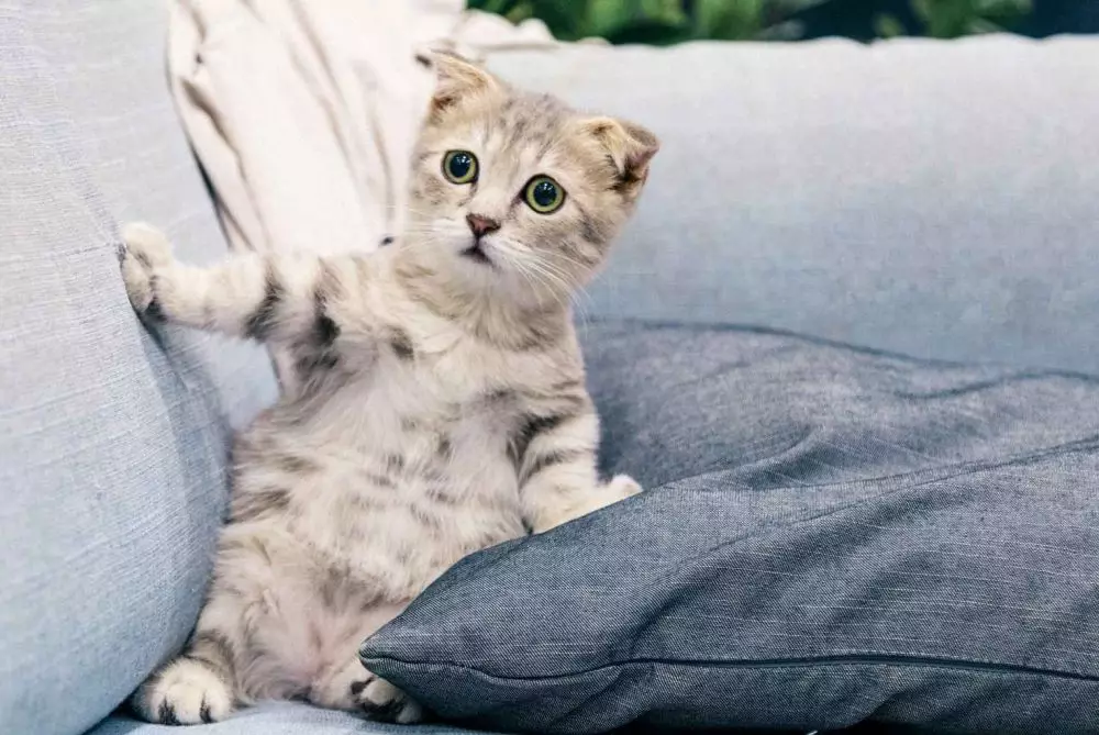 mimpi tentang kucing © 2021 brilio.net mimpi tentang kucing © 2021 brilio.net