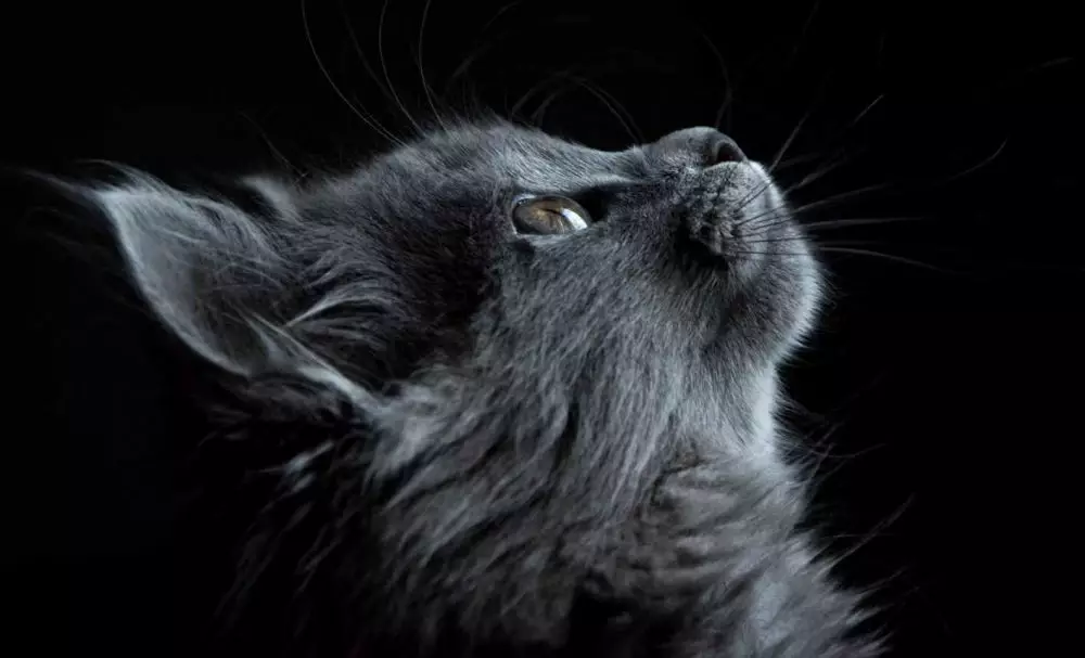 mimpi tentang kucing © 2021 brilio.net mimpi tentang kucing © 2021 brilio.net