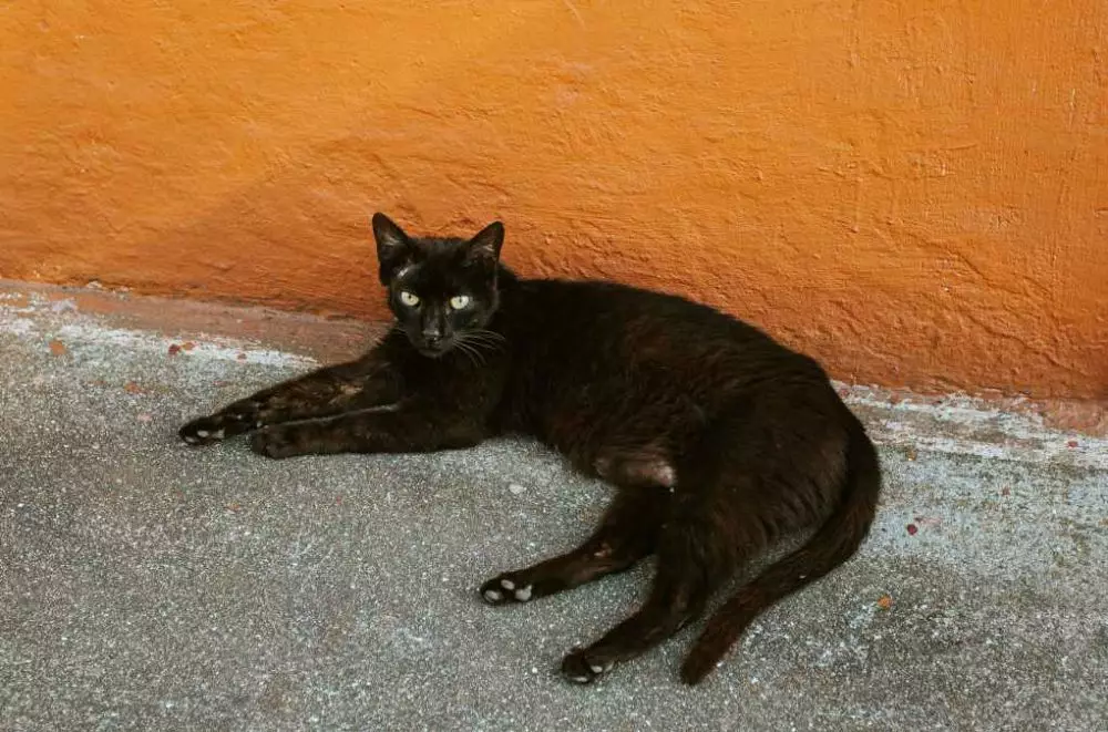 mimpi tentang kucing © 2021 brilio.net mimpi tentang kucing © 2021 brilio.net