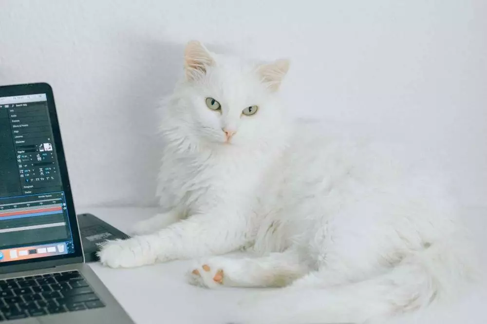 mimpi tentang kucing © 2021 brilio.net mimpi tentang kucing © 2021 brilio.net