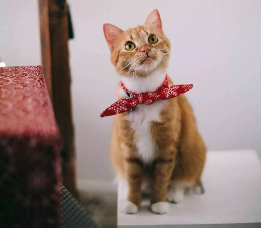 mimpi tentang kucing © 2021 brilio.net mimpi tentang kucing © 2021 brilio.net