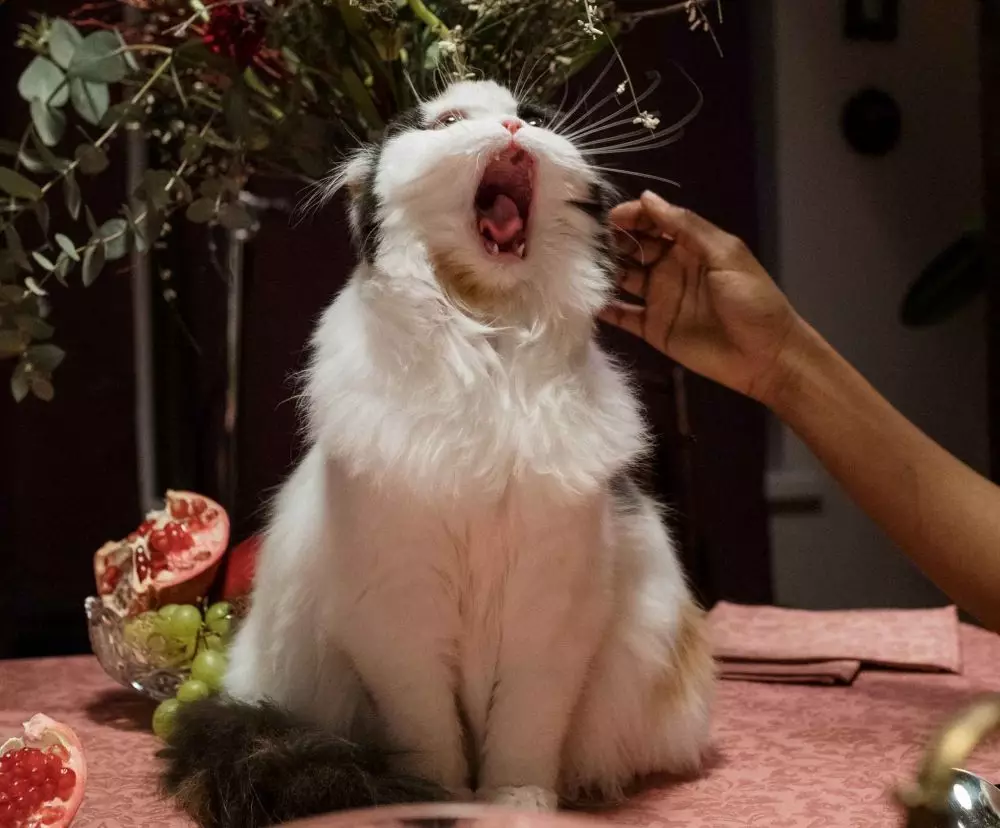 mimpi tentang kucing © 2021 brilio.net mimpi tentang kucing © 2021 brilio.net