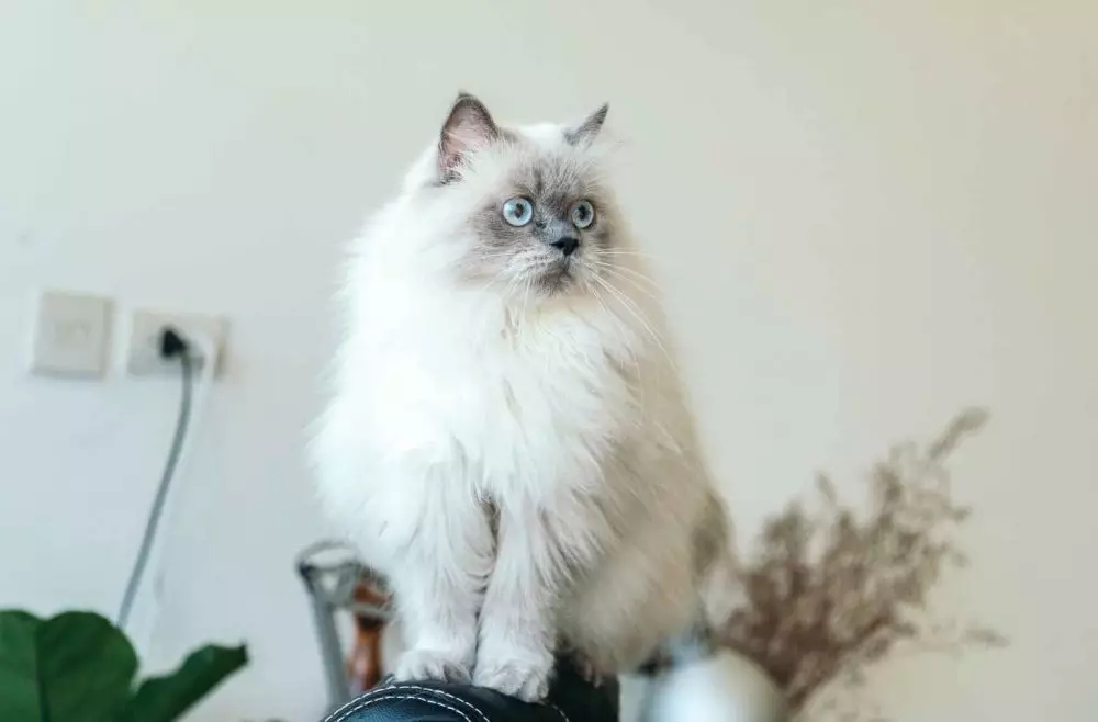 mimpi tentang kucing © 2021 brilio.net mimpi tentang kucing © 2021 brilio.net