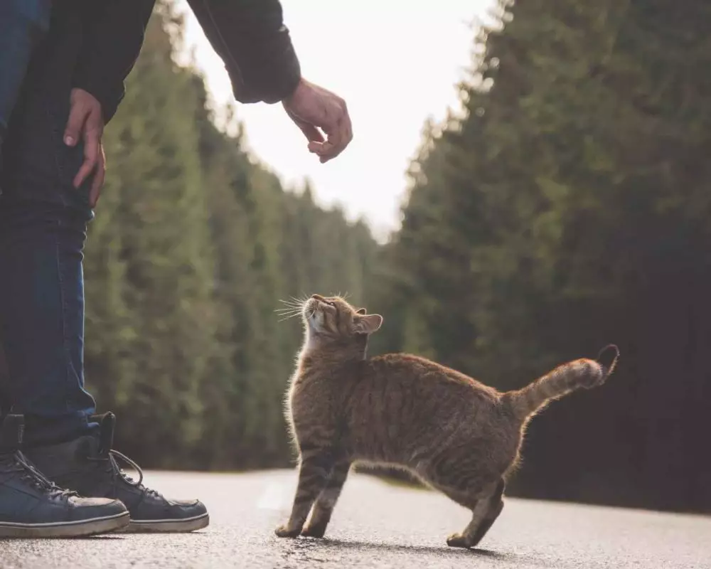 mimpi tentang kucing © 2021 brilio.net mimpi tentang kucing © 2021 brilio.net