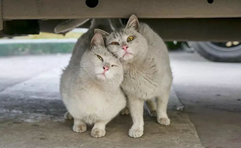 mimpi tentang kucing © 2021 brilio.net mimpi tentang kucing © 2021 brilio.net