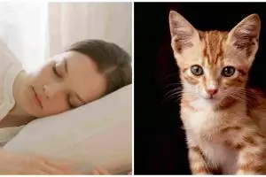 11 Arti mimpi tentang kucing menurut primbon Jawa, punya beragam arti