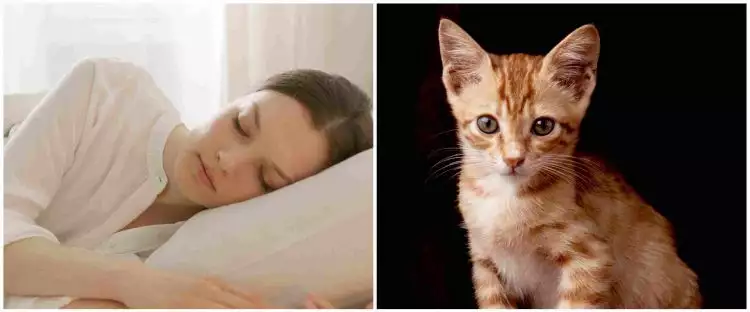 11 Arti mimpi tentang kucing menurut primbon Jawa, punya beragam arti