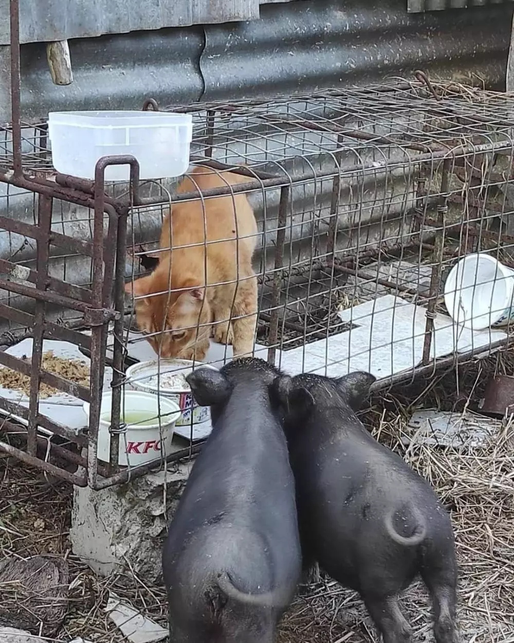 hewan peliharaan ngagetin banget © 2021 instagram.com