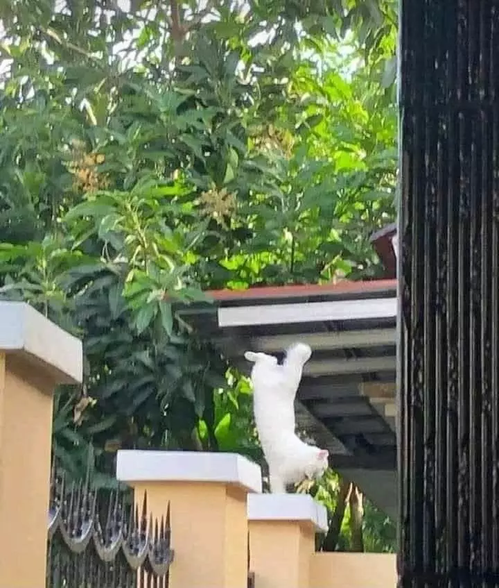 hewan peliharaan ngagetin banget © 2021 instagram.com